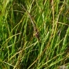 Carex vaginata -- Scheiden-Segge